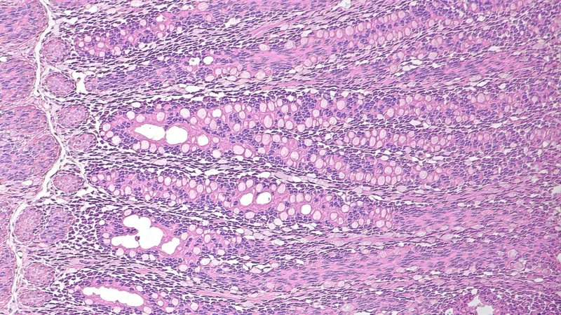 Building a Tissue Image Analysis Pipeline That Holds Up to Reviewer Scrutiny